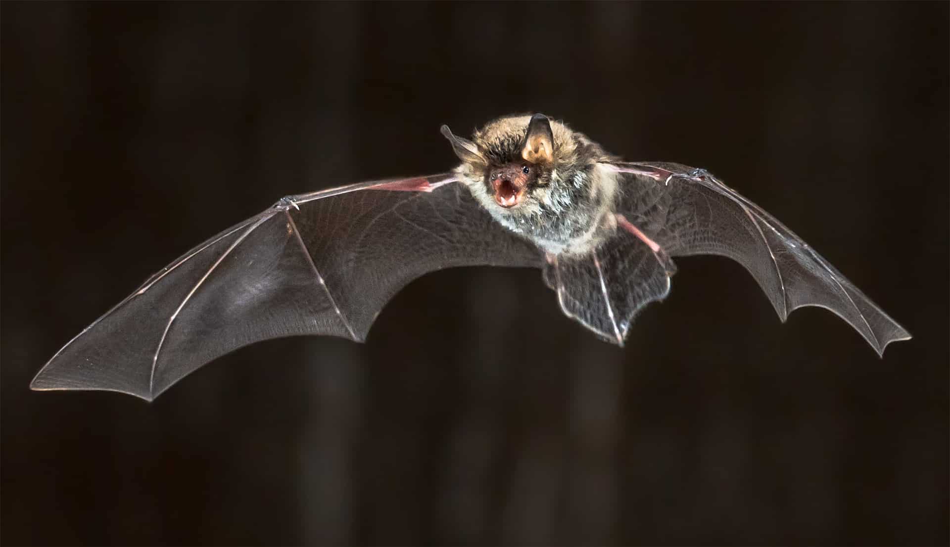 Bat flying at night, well lit by camera flash.