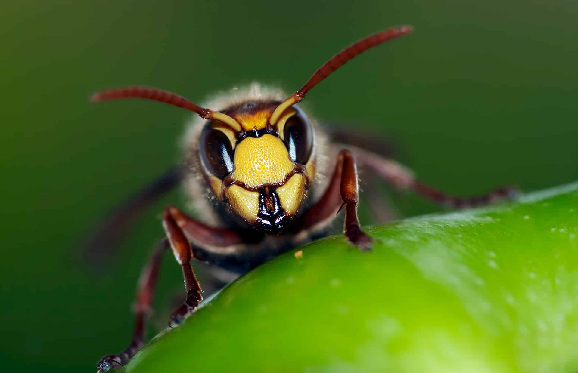 Hornet staring down camera, sitting on leaf.