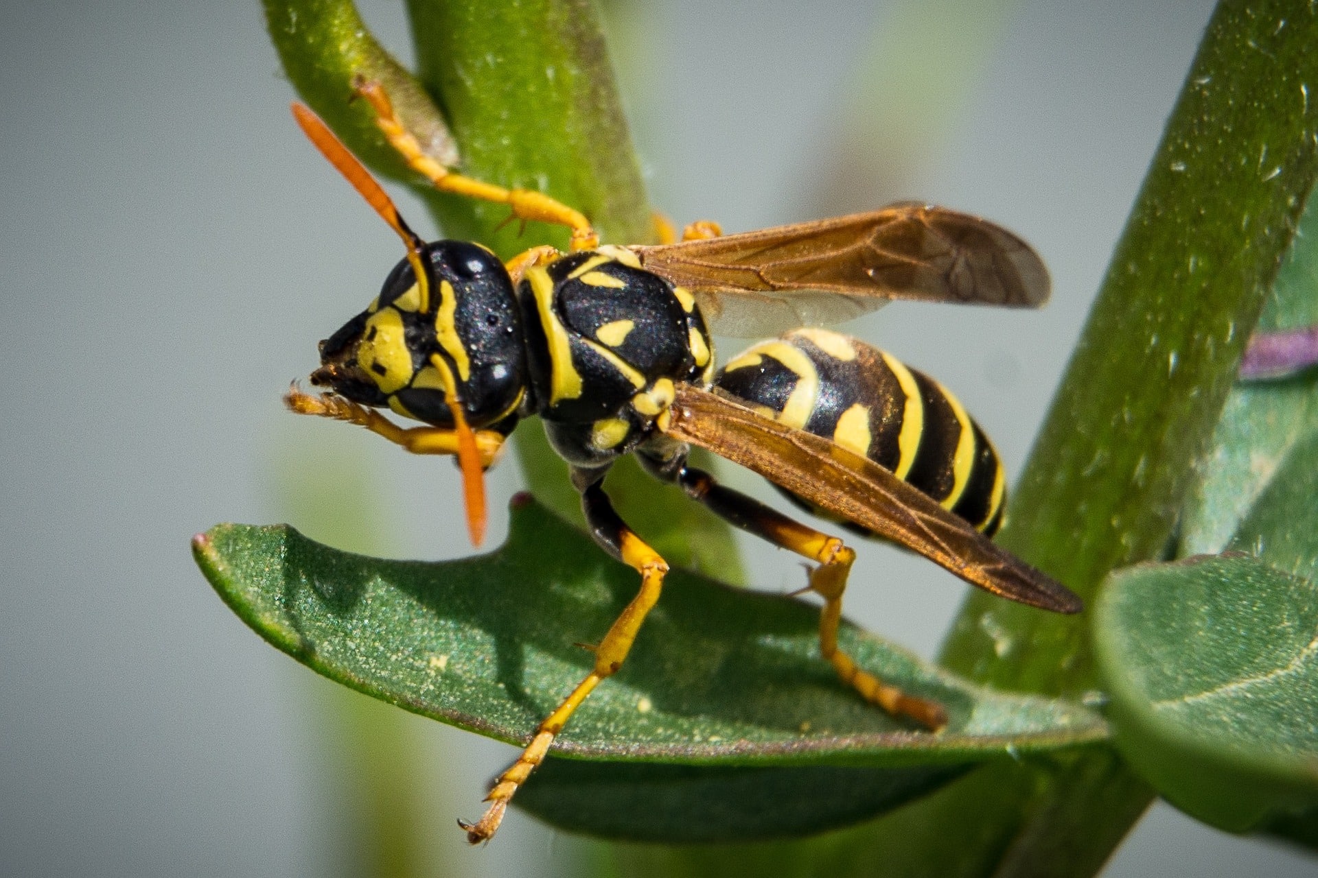 Wasp crawling on leaves of a plant.