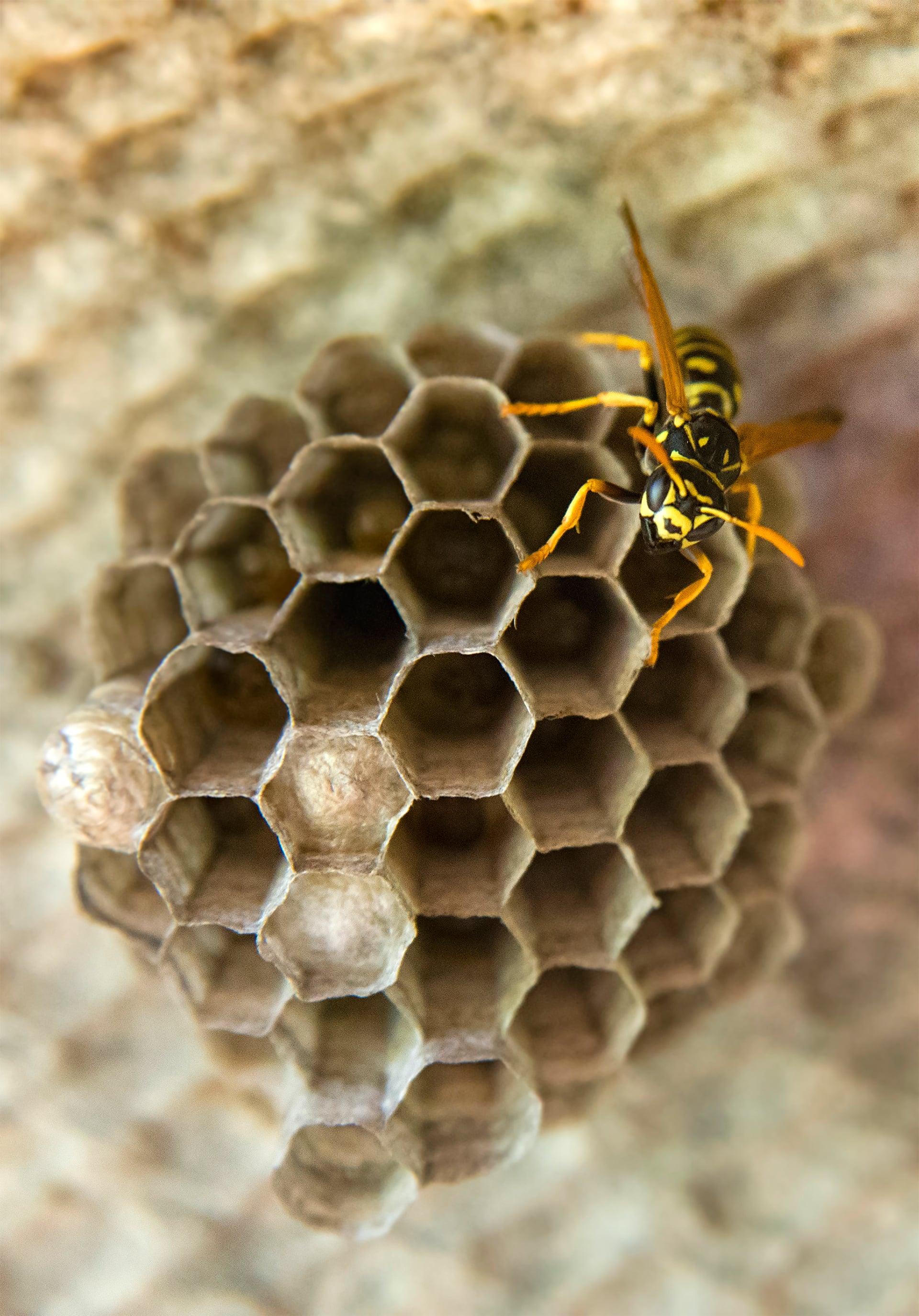 Wasp in a wasps nest with honey combs.